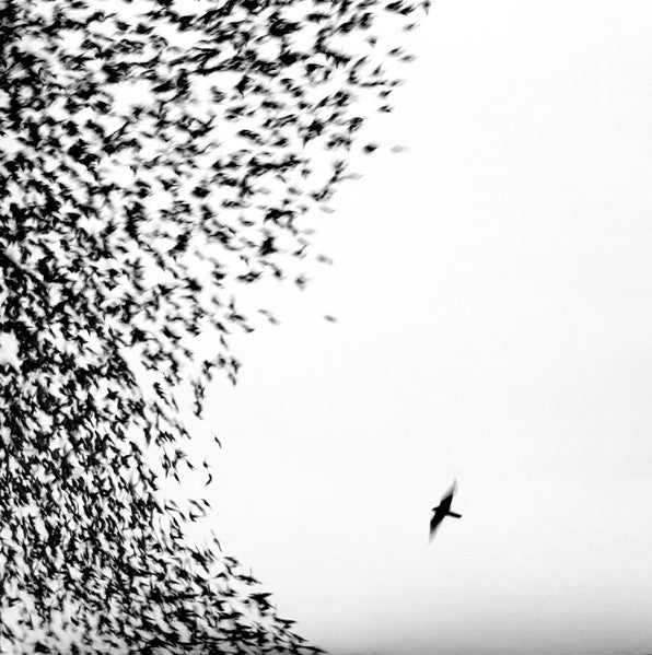 Wilco : Sky Blue Sky (2xLP, Album, 180 + CD, Album, Enh)