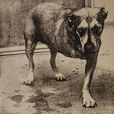 Alice In Chains : Alice In Chains (2xLP, Album, Ltd, RE, Yel)
