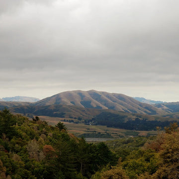 Dirty Projectors + Björk : Mount Wittenberg Orca (12", EP, RE, Dar + LP, Dar + RSD, Ltd, Exp)